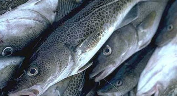 Barents Sea Cod Quota for 2018 Reduced For Russia and Norway